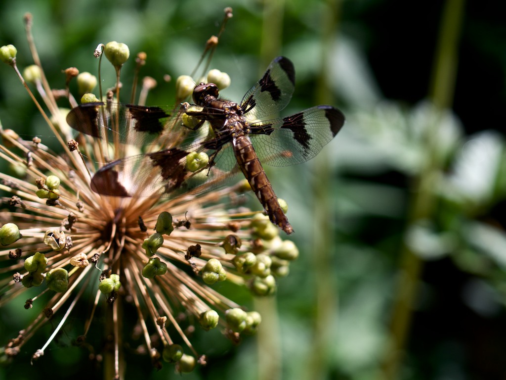 Hearing is Believing: The Secret Life of Plants