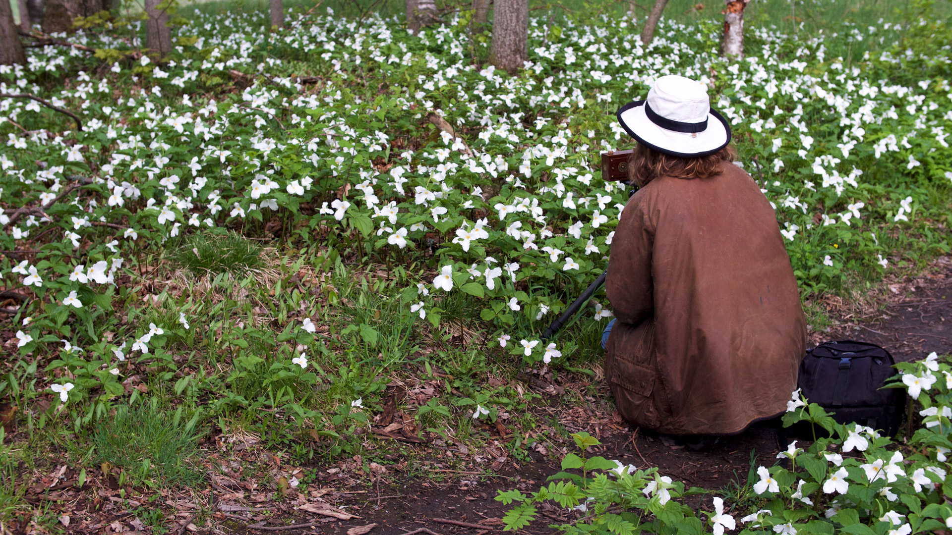 Sleeping Beauties: In Search of Spring Ephemerals