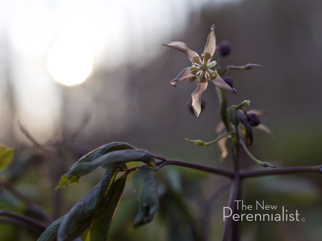 Small Mercies: Denizens of the Woodland Floor