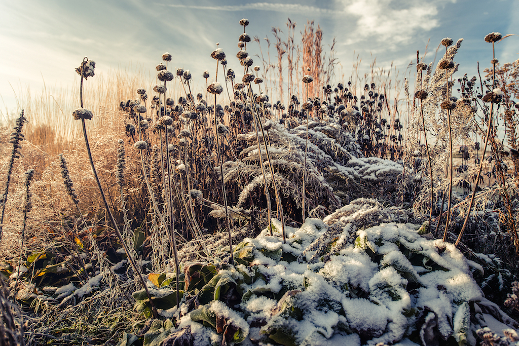 In a Dark Time: The Skeletal Garden