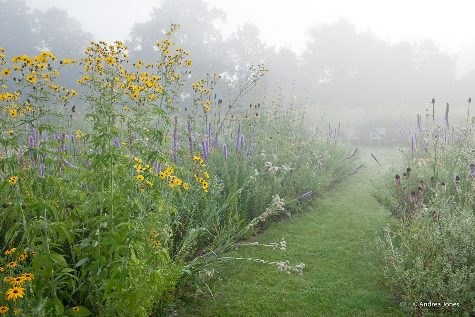 The Wildscaping Talk: Explorations in Naturalistic Planting Design