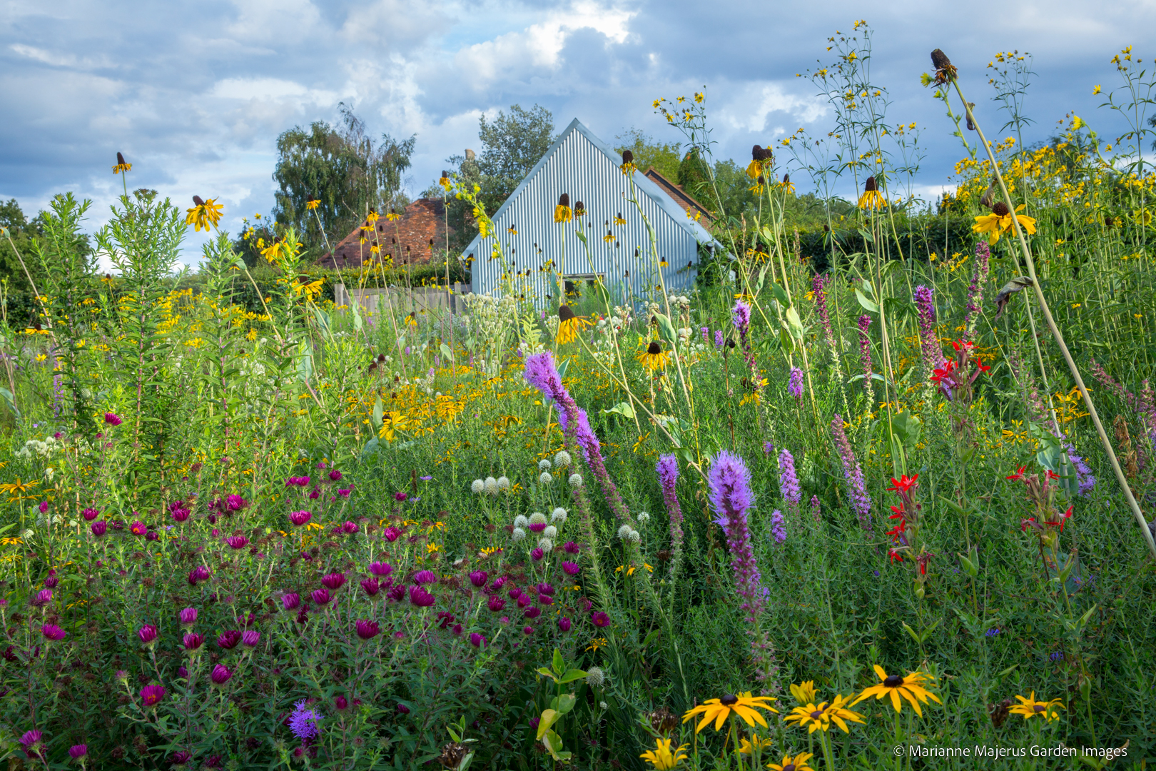 Eryngium yuccifolium, Liatris pycnostachya, Rudbeckia fulgida var. deamii, Rudbeckia maxima, Symphyotrichum novae-angliae 'Septemberrubin' syn. aster, Silene regia