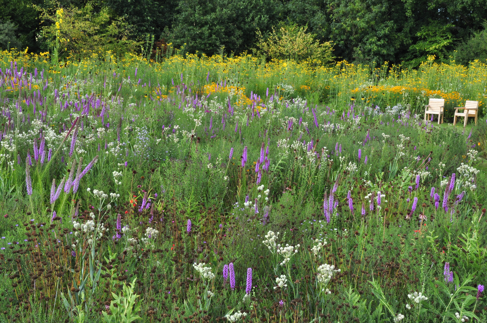 Tea spiller thriller: James Hitchmough on Native & Non-Native in garden ecology
