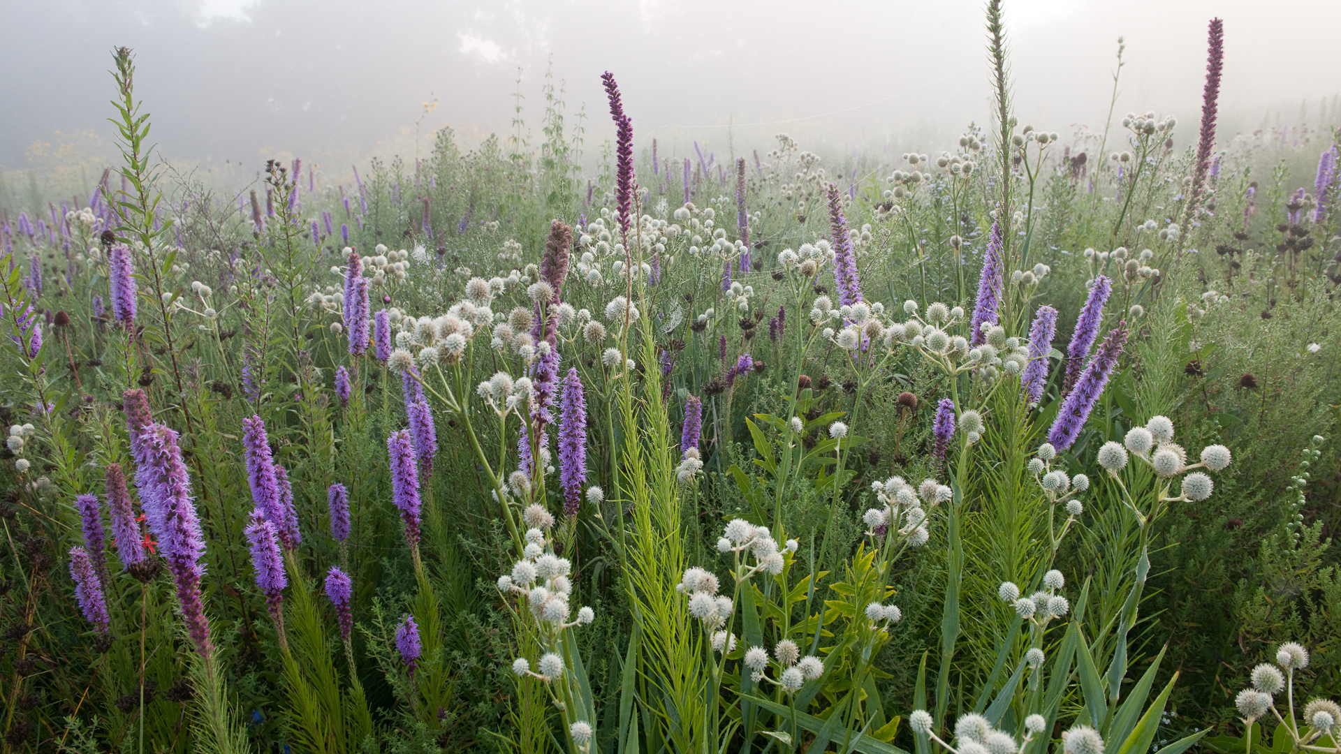 Designing with Randomness: A Masterclass in Planting Design with James Hitchmough