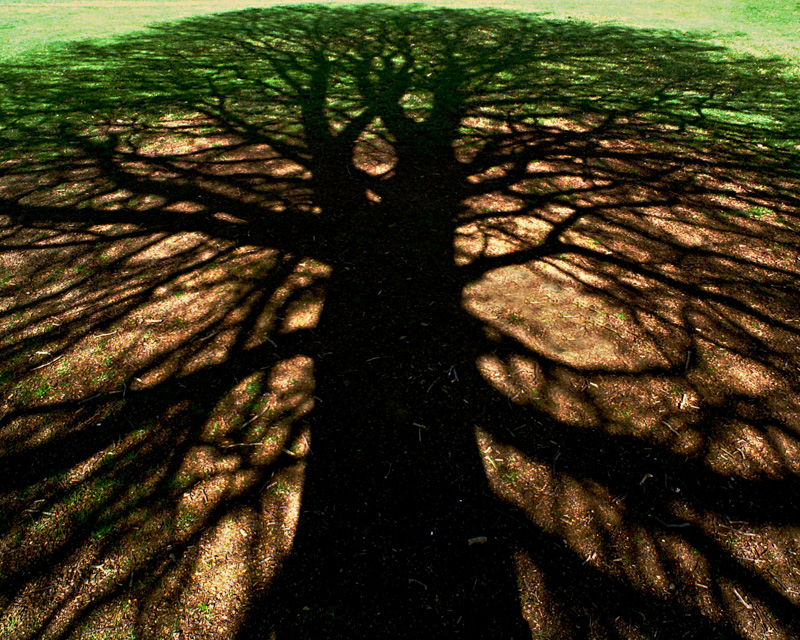 Trees for the Future - The New Perennialist