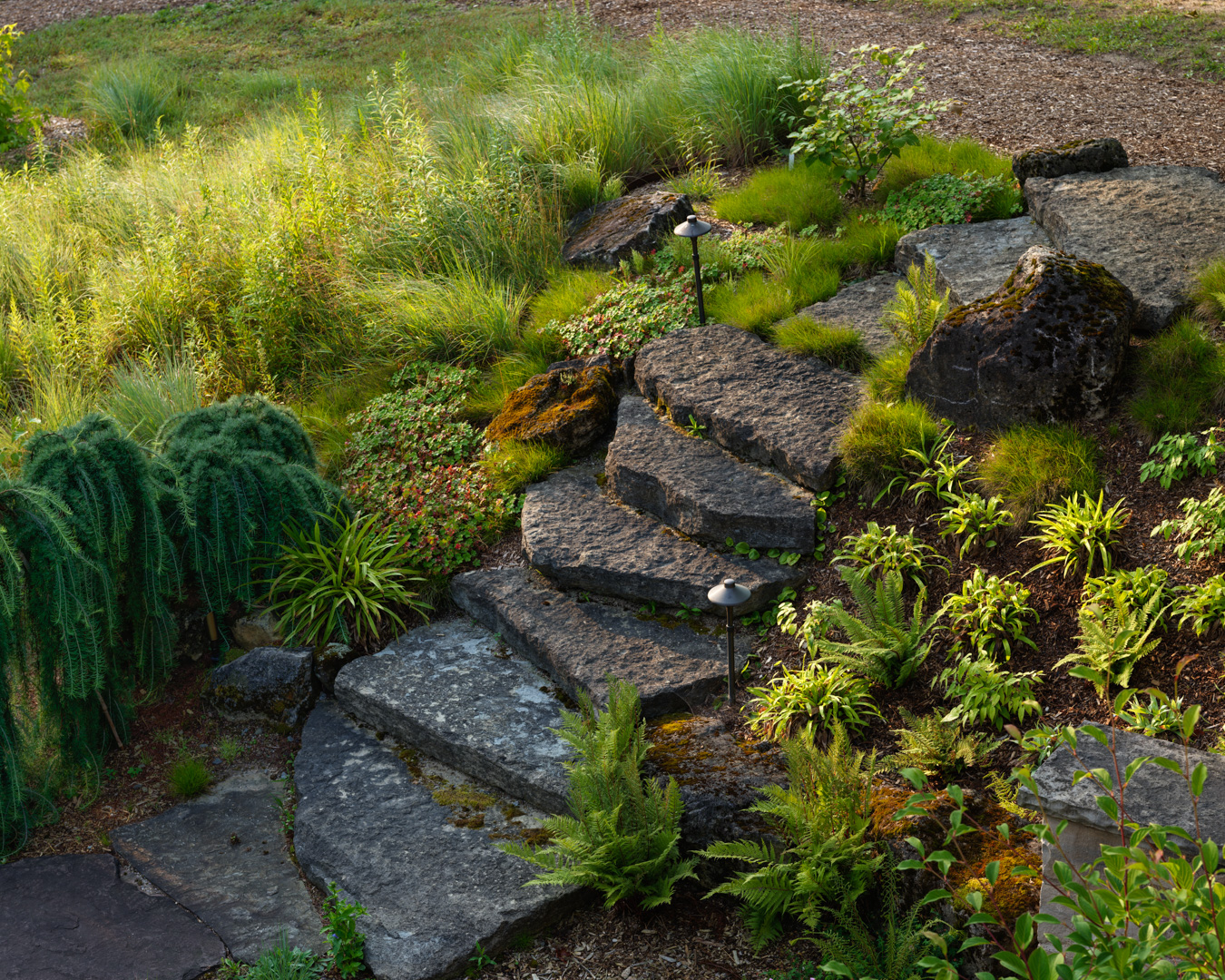 Limestone slab steps lead down to the firepit through a matrix of Carex species and woodland ferns, with Larix decidua ‘Pendula’, Epimedium ‘Pink Champagne’ and E. x warleyense ‘Orangekönigin