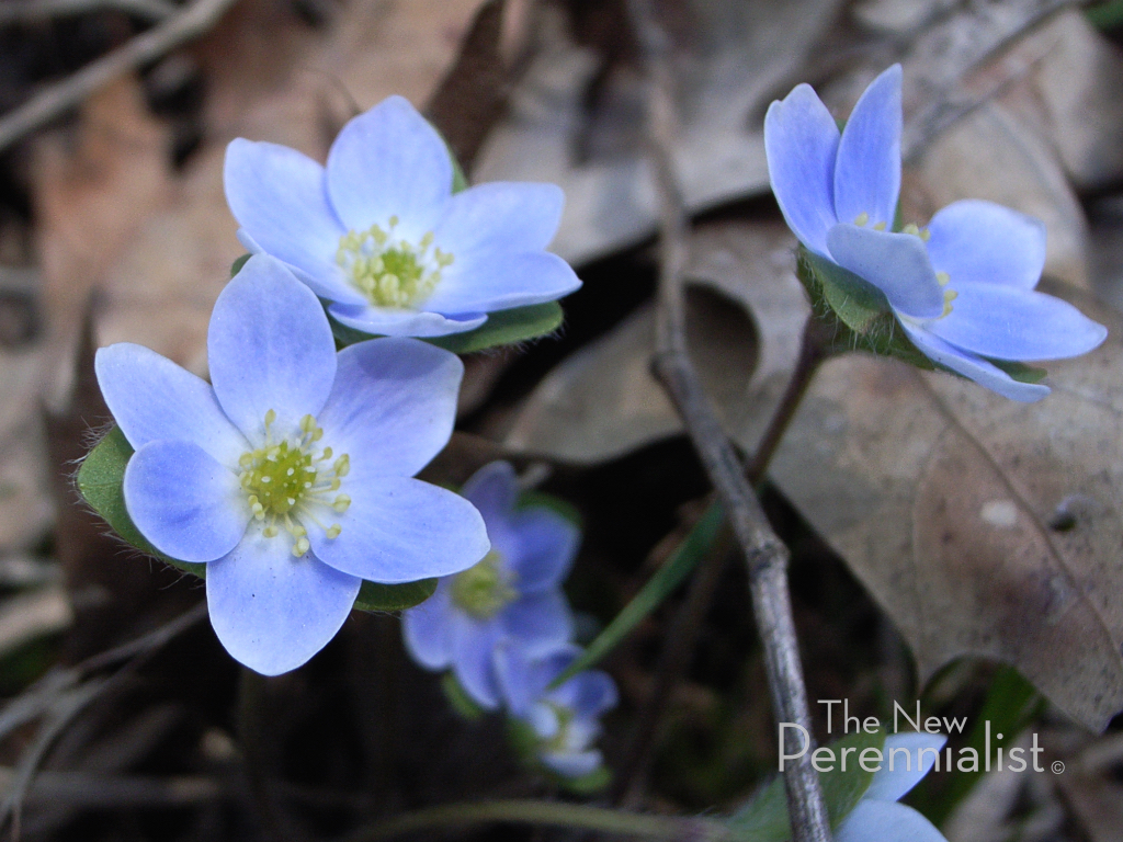 Sleeping Beauties In Search Of Spring Ephemerals The New Perennialist