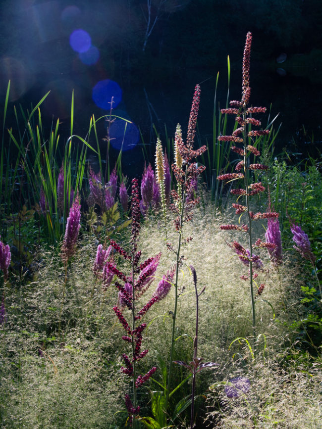 Permalink to Supernaturalistic: The New Perennial Pond Garden. 